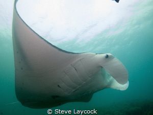 More MAnta by Steve Laycock 